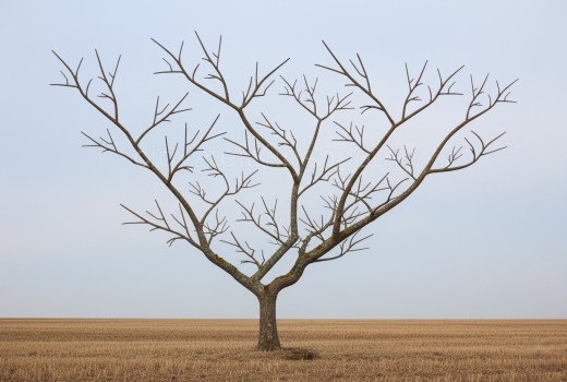 Anleitung zum Beschneiden von Obstbäumen (Teil 2): Wie man Triebe für eine reiche Ernte kürzt | Blog