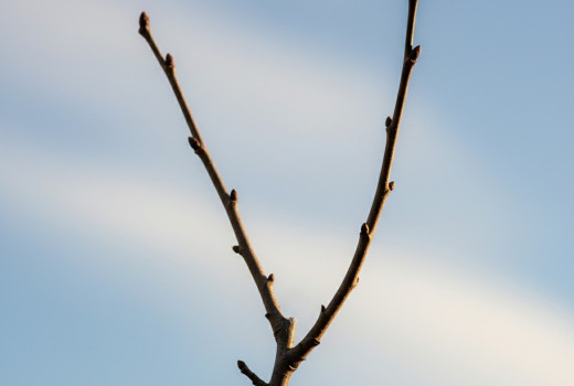 Schnitt von Obstbäumen (Teil 3): Schnitt nach der Pflanzung, Verjüngungsschnitt und Umleitungsschnitt