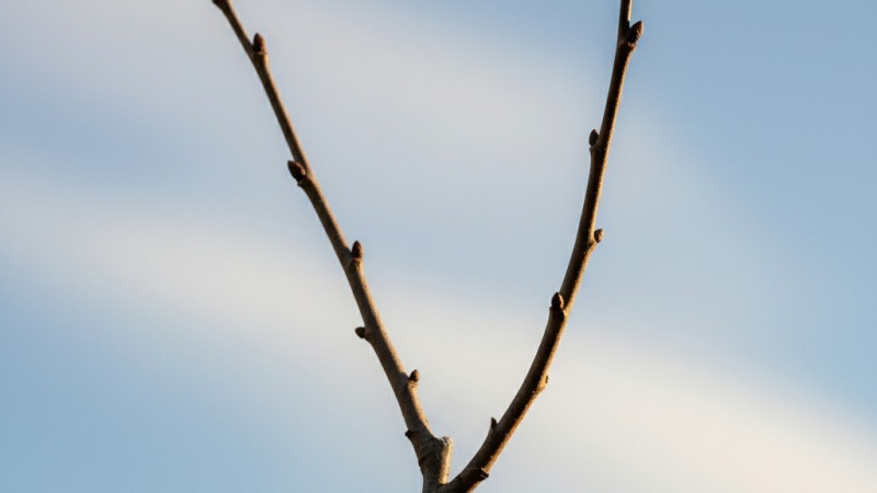 Schnitt von Obstbäumen (Teil 3): Schnitt nach der Pflanzung, Verjüngungsschnitt und Umleitungsschnitt