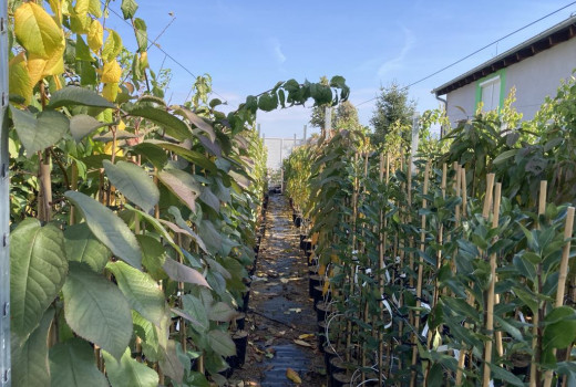 Warum ist Kalium-Magnesium-Sulfat der König unter den Herbstdüngern? (Das Geheimnis der Zusammensetzung 0-0-30)