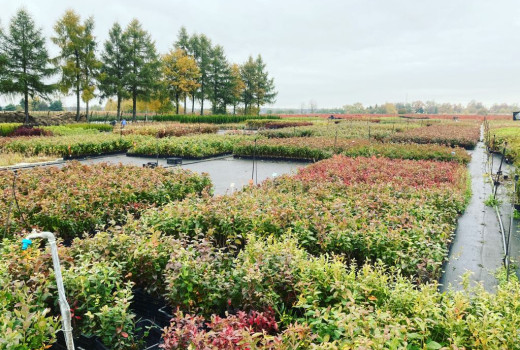 SCDP Bistriţa: 75 Jahre Innovation im rumänischen Obstbau