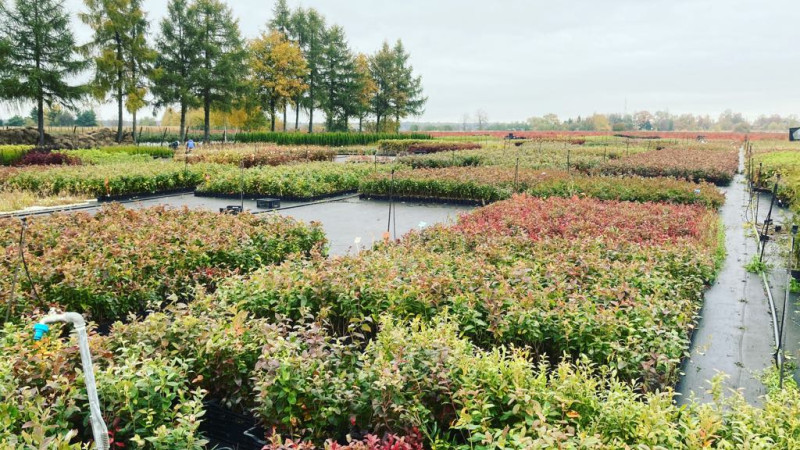 SCDP Bistriţa: 75 Jahre Innovation im rumänischen Obstbau