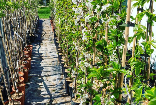 Exklusives Angebot aus Lettland: Wir enthüllen Schätze für Ihren Garten