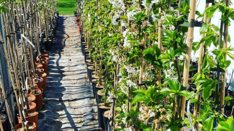 Exklusives Angebot aus Lettland: Wir enthüllen Schätze für Ihren Garten