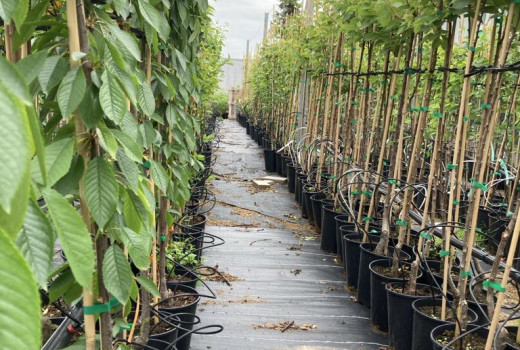 Beweis für Frostbeständigkeit und Widerstandsfähigkeit im Baltikum | Blog