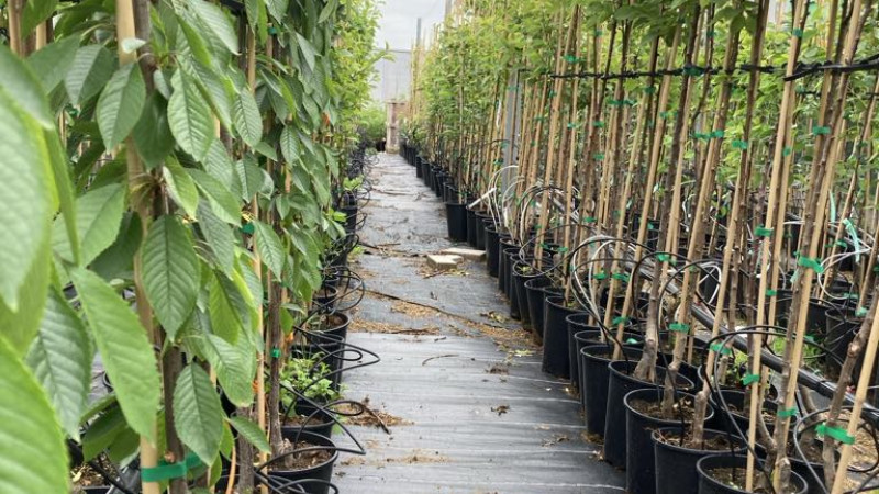 Beweis für Frostbeständigkeit und Widerstandsfähigkeit im Baltikum | Blog