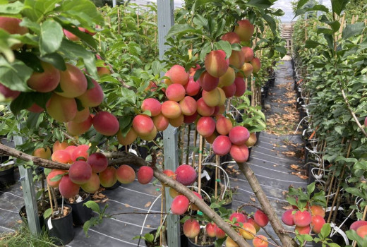 SCDP Constanța: Aprikosen- & Pfirsichforschung am Ufer des Schwarzen Meeres