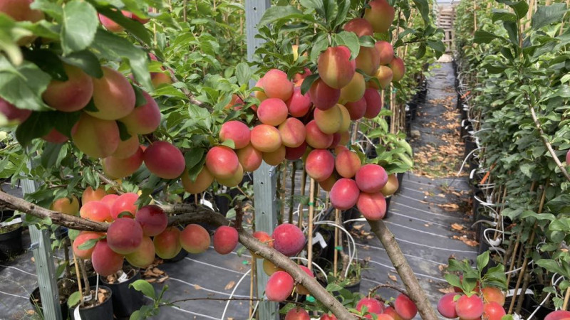 SCDP Băneasa: Innovation und Robotik im rumänischen Obstbau