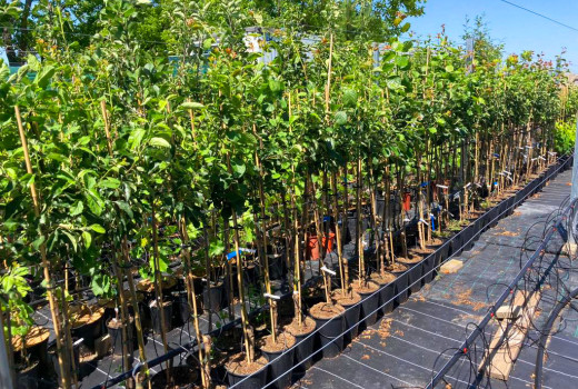 Der Hüter der moldauischen Obstgärten: SCDP Iași als Zentrum für genetische Innovationen und Kirschen-Großmacht