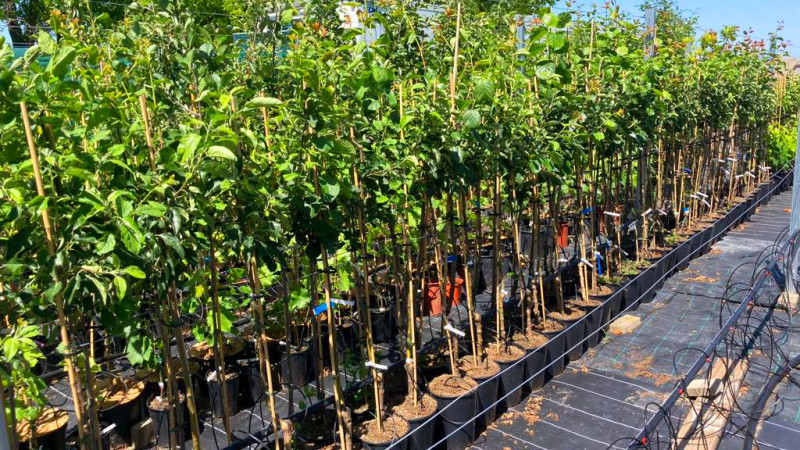 Wie man den Kampf gegen Blattläuse gewinnt: Ein intelligenter Leitfaden zum Pflanzenschutz