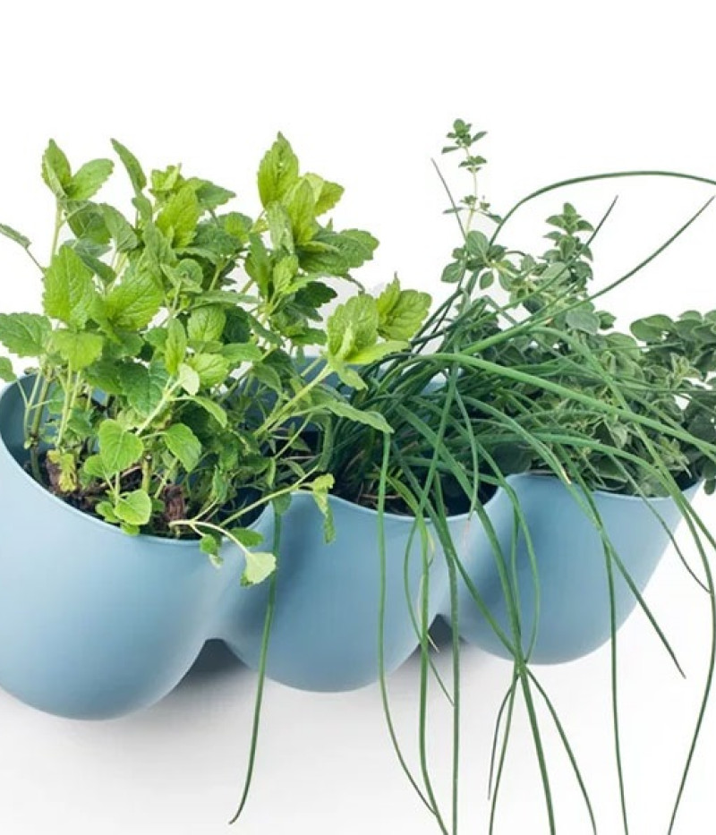 Blumentopf ZS1-W01 - Tutifruti SK