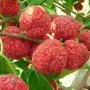 BIO CHE - Frucht  (Cudrania tricuspidata)