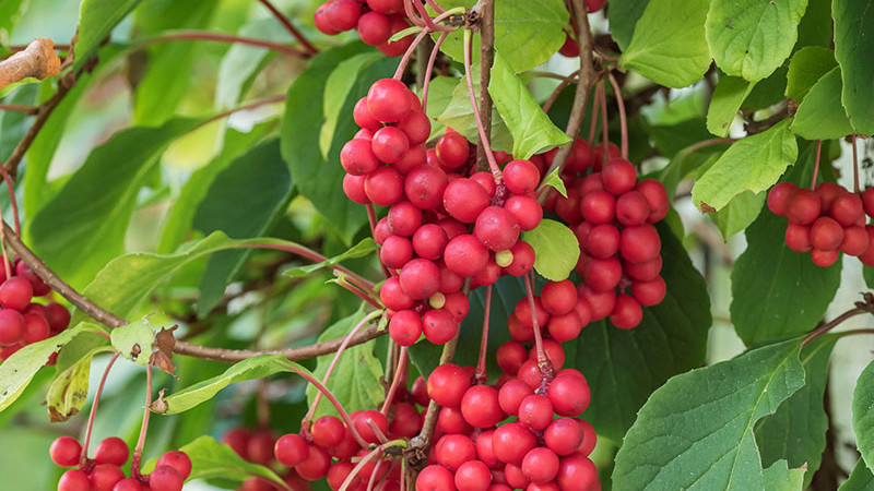 Schisandra (Chinesischer Magnolienbaum): Wirkungen, Arten und gesundheitliche Vorteile | Kompletter Leitfaden