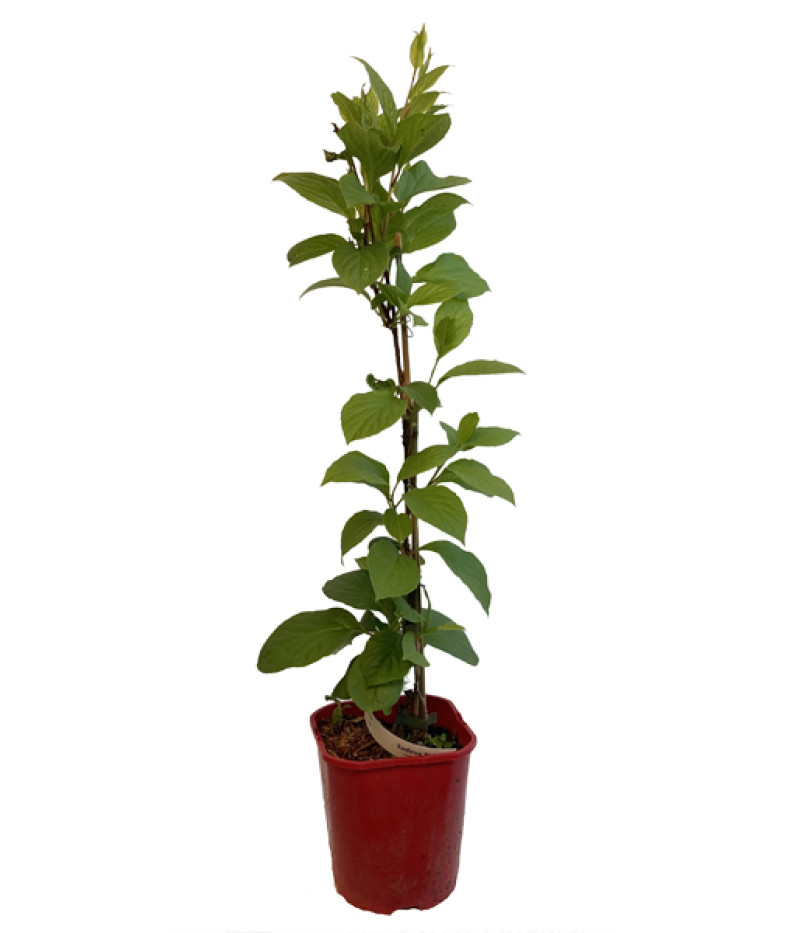 Schisandra chinesis - Tutifruti SK