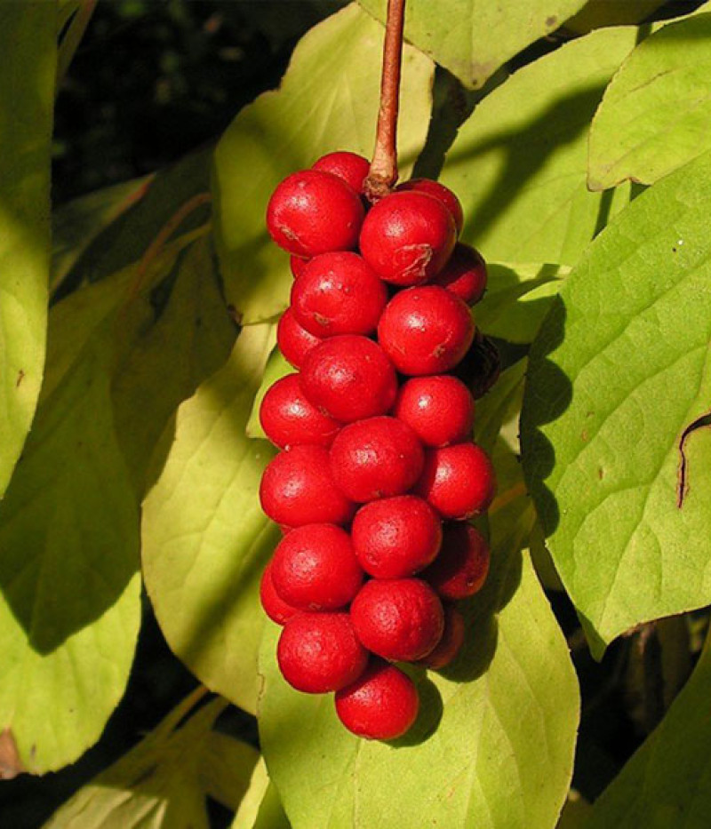 Schisandra chinesis - Tutifruti SK