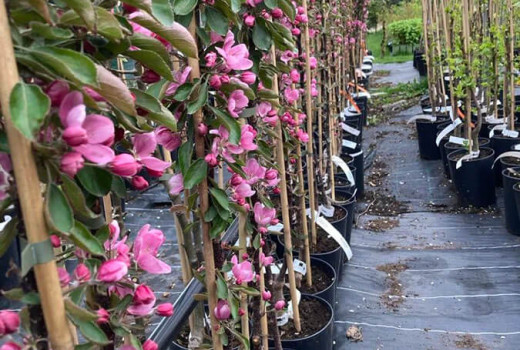 ICDP Pitești-Mărăcineni: Das Herz des rumänischen Obstbaus