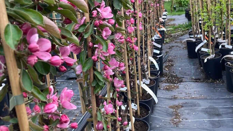 ICDP Pitești-Mărăcineni: Das Herz des rumänischen Obstbaus