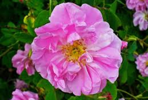 Rose (Rosa): Ein Leitfaden durch die Botanik und die faszinierende Welt der Hybriden (Teil 1)