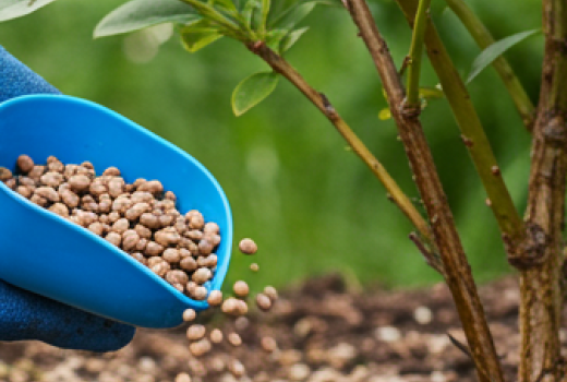 Mein Düngungssystem: Maximale Ernte bei minimalen Kosten | Blog