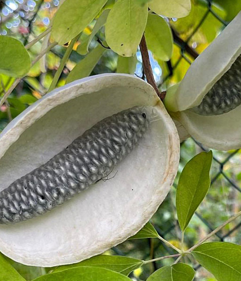 Akébia päťpočetná (Akebia quinata) ALBA - Tutifruti SK