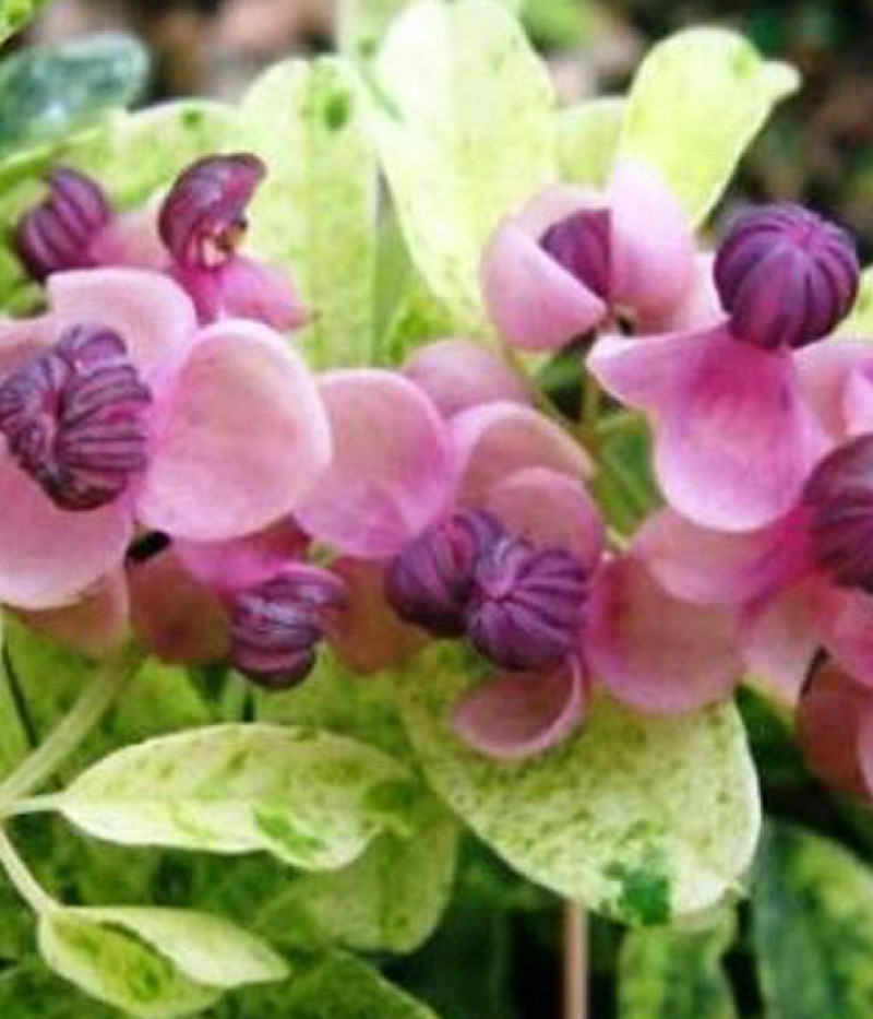 Akebia quinata VARIEGATA - Tutifruti SK