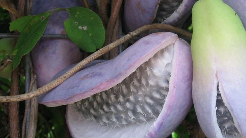 Akebia: Alles über den Anbau, den Geschmack, die gesundheitlichen Vorteile und die Zukunft dieser Superfrucht