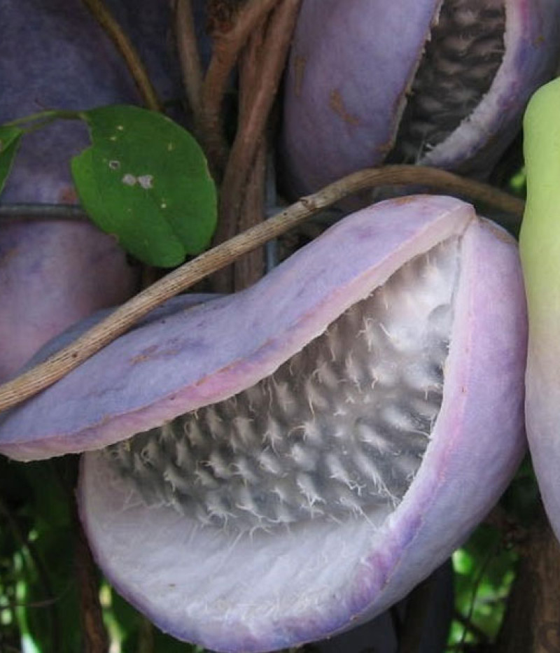 Akebia quinata VARIEGATA - Tutifruti SK