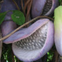 Akebia quinata VARIEGATA