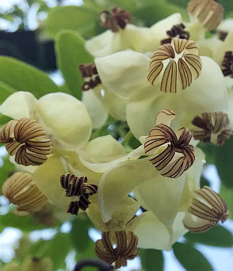 Akébia päťpočetná (Akebia quinata) ALBA - Tutifruti SK