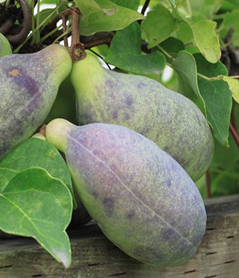 Akébia päťpočetná (Akebia quinata) - Tutifruti SK