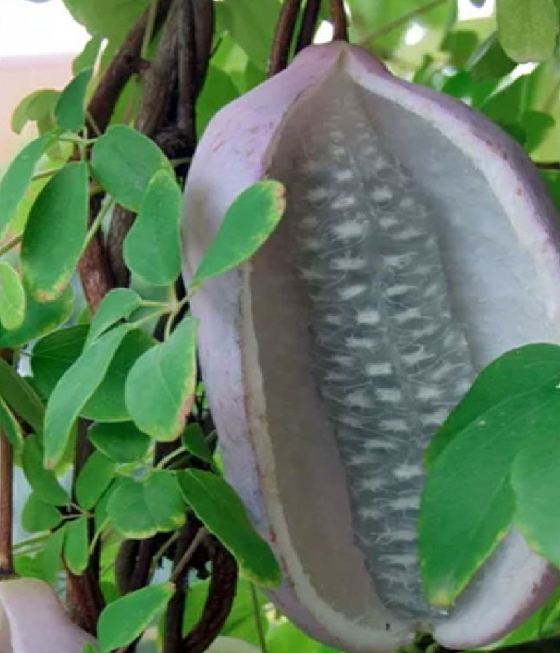 Akébia päťpočetná (Akebia quinata) SILVER BELLS - Tutifruti SK