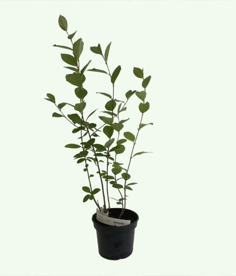 Apfelbeeren (Aronia prunifolia) NERO - Tutifruti SK