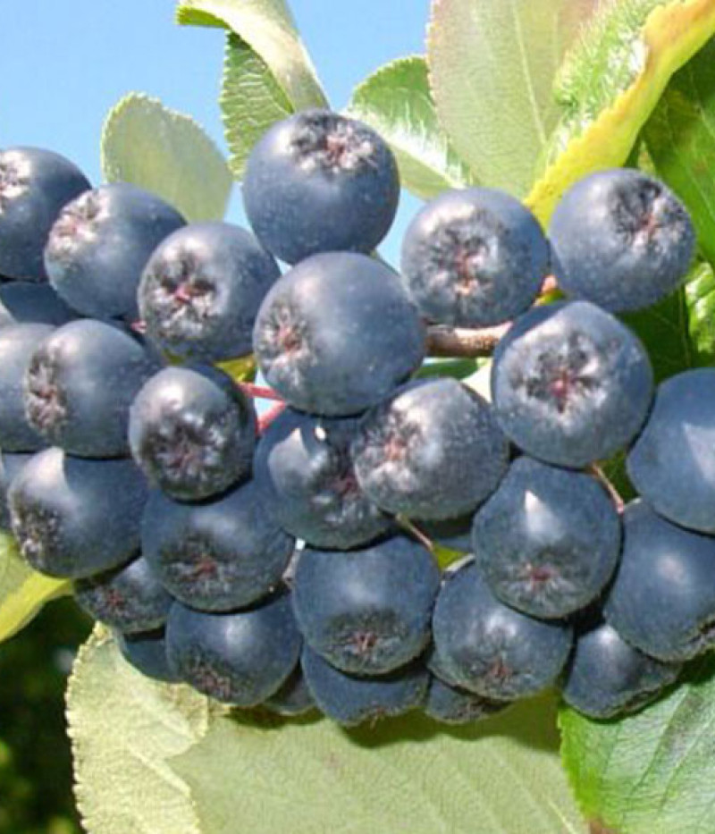 Bio Apfelbeeren (Aronia melanocarpa) VIKING - Tutifruti SK