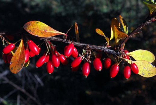 Berberitze (Berberis): Der dornige Schatz mit unglaublicher Kraft (Teil 1 – Botanik & Chemie)
