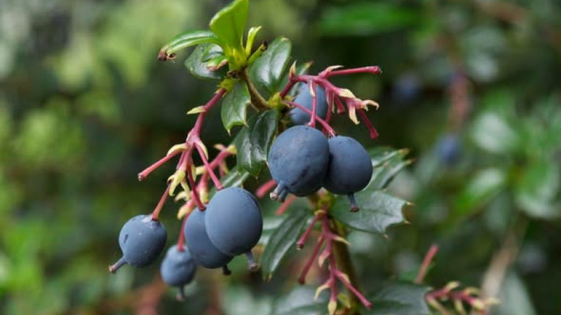 Gattung Berberis (Berberitze): Berberin-Wirkung, Diabetes & Verarbeitung (Teil 2)