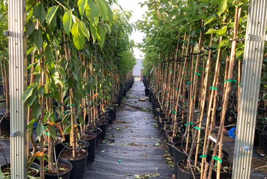 Bäume und Pflanzen im Container: Warum Container (im Topf) kaufen und die Vorteile