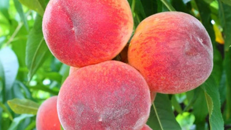 Geheimnisse des Pfirsichanbaus: Bewässerung, Frost und Kältebedarf