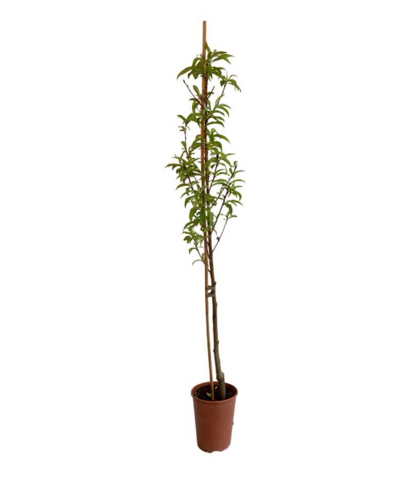 Peach (Prunus persica) JAYHAVEN - Tutifruti SK