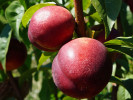 Nektarinen  (Prunus persica var. nucipersica) HARCO - Tutifruti SK