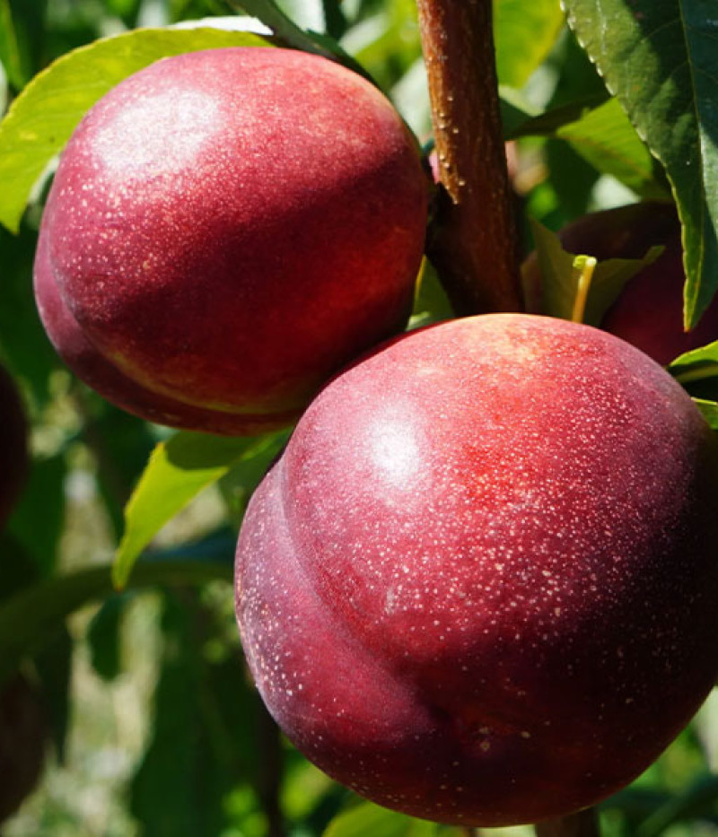 Nektarinen  (Prunus persica var. nucipersica) HARCO - Tutifruti SK