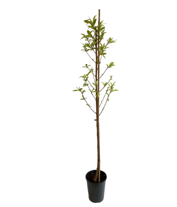 Pfirsichbaum (Prunus persica) REDHAVEN