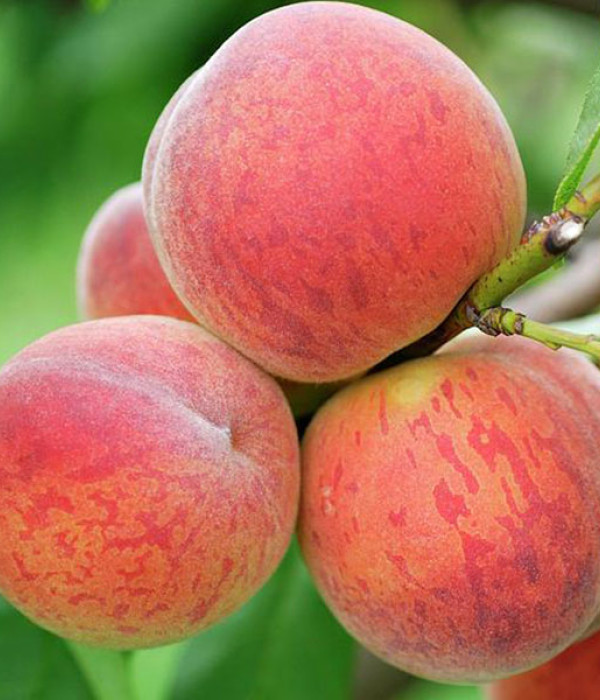 Pfirsich (Prunus persica) CANADIAN HARMONY