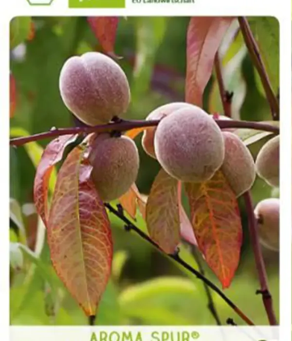 Bio Säulenpfirsich (Prunus persica) AROMA SPUR® ROTL.