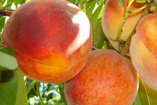 Neue Pfirsiche 2026: Alexia, Triumf und Superba de Toamnă