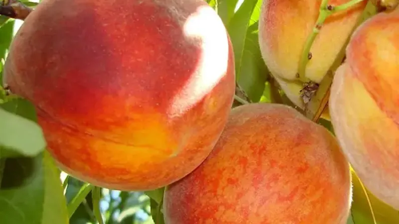 Neue Pfirsiche 2026: Alexia, Triumf und Superba de Toamnă