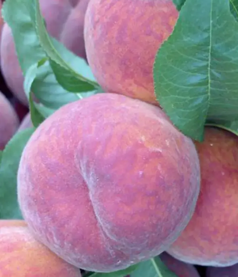 Pfirsich (Prunus persica) CARDINAL - Tutifruti, s.r.o.