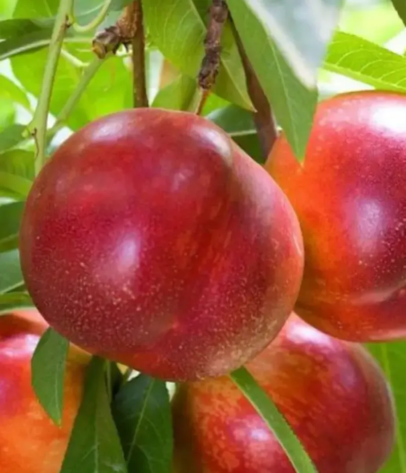 Nektarinen (Prunus persica var. nucipersica) CORA - Tutifruti, s.r.o.