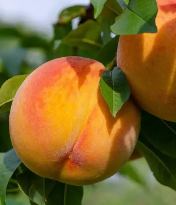 Pfirsichbaum (Prunus persica) CRESTHAVEN