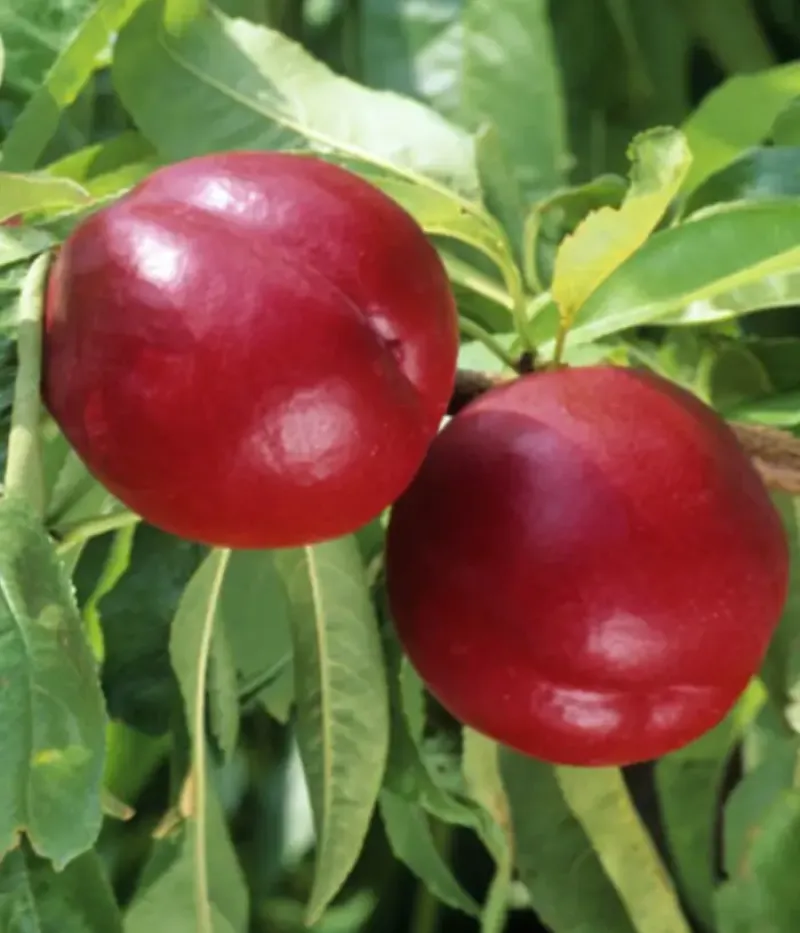 Nektarine (Prunus persica) FANTASIA - Tutifruti, s.r.o.