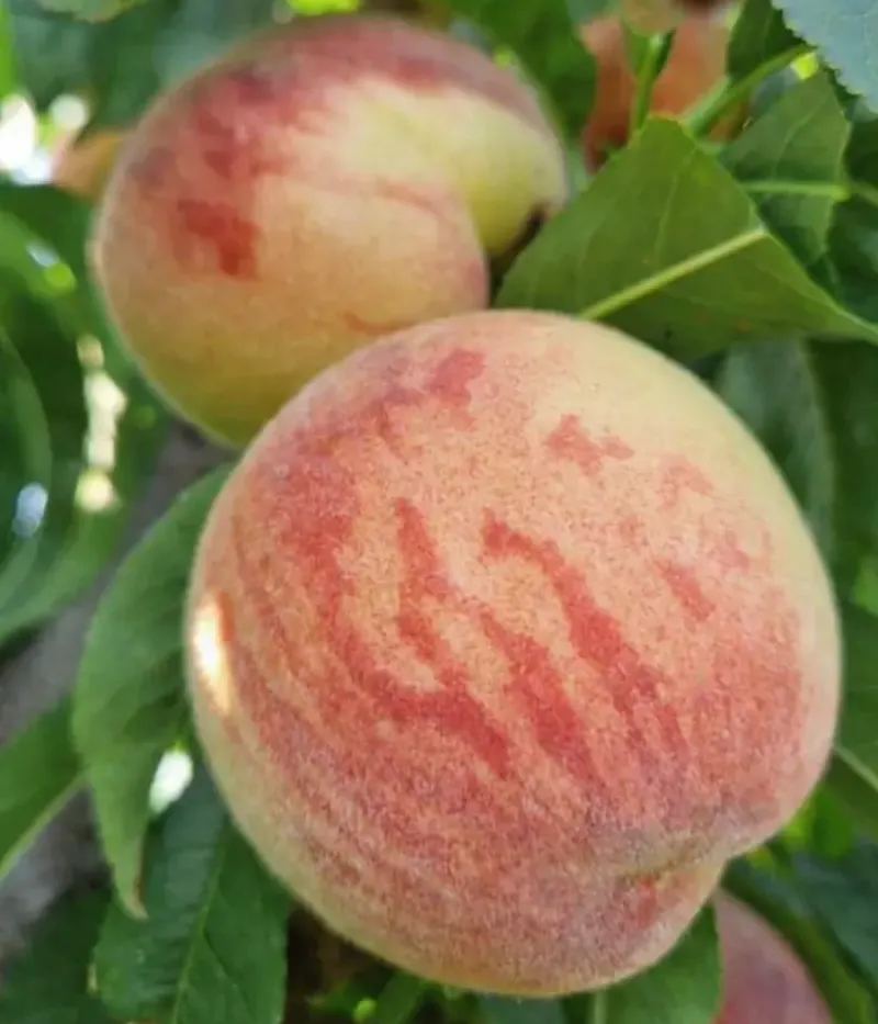 Pfirsich (Prunus persica) FLACĂRA - Tutifruti, s.r.o.